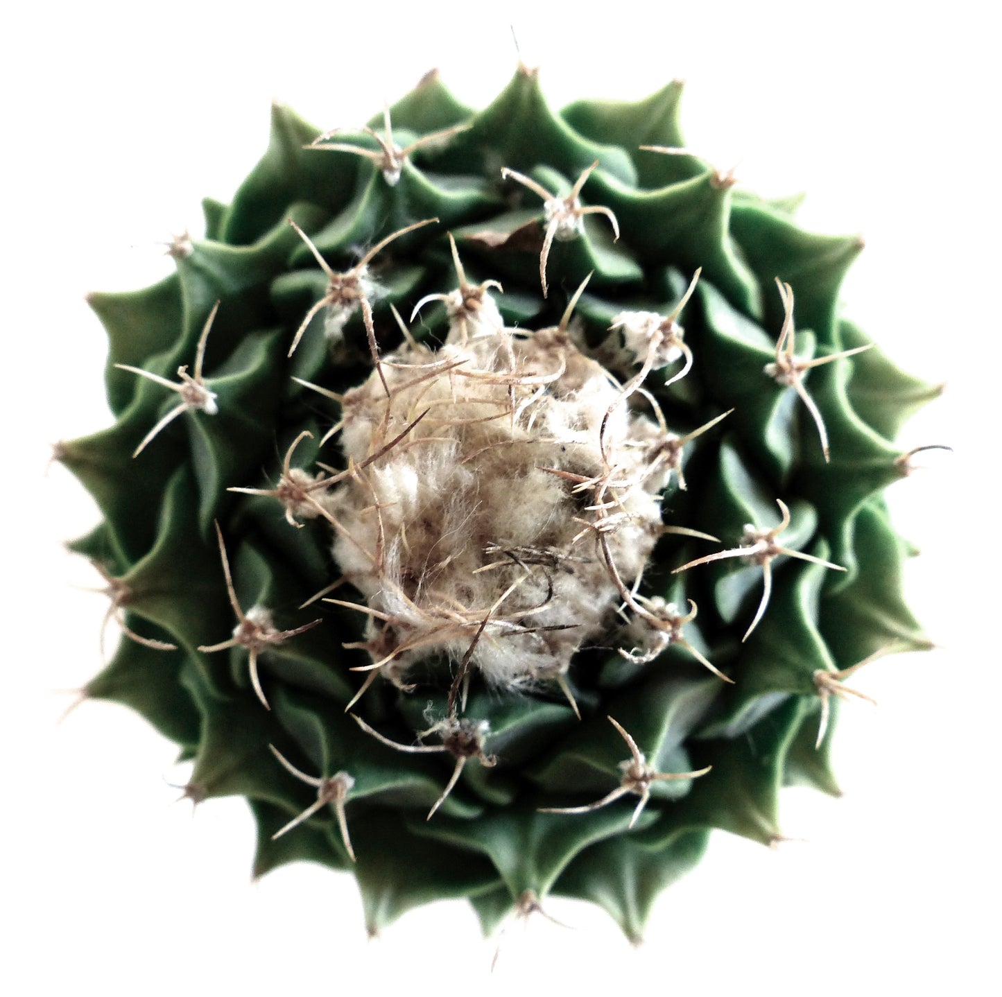 Obregonia denegrii cactus succulent rare avec centre laineux et épines pointues vu de dessus