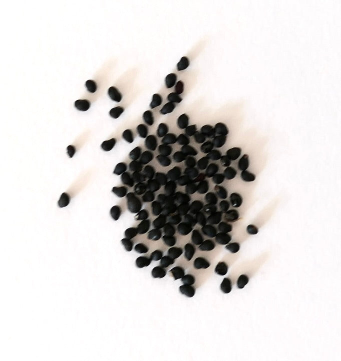 Noen små svarte frø av Obregonia denegrii med tegninger på en hvit overflate