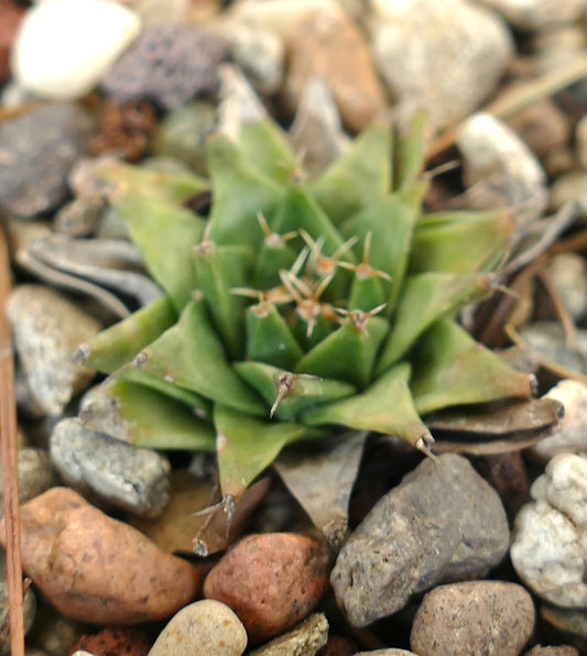 Obregonia denegrii small green succulent cactus with spines among rocks