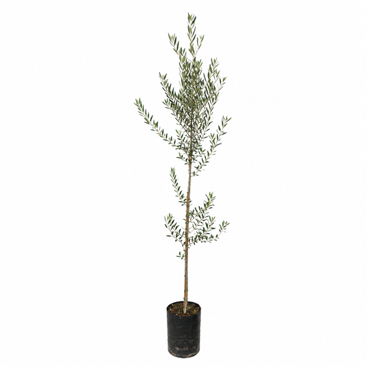 Olea europaea cv NOCELLARA árbol joven de olivo esbelto con hojas verdes estrechas en maceta negra de vivero