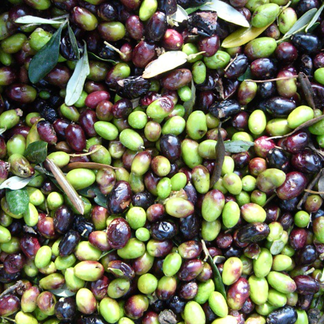 Olea europea cv CORATINA reife und unreife Oliven mit grünen Blättern und gemischten Farben