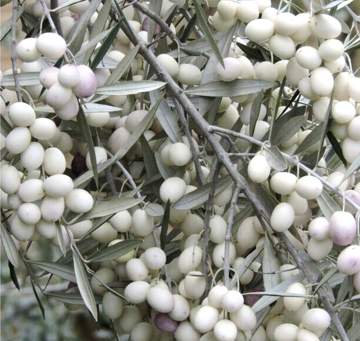 Olea europea cv DIAMANTE BIANCO (white diamond) white olives 60-100cm