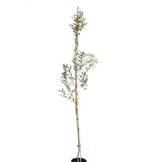 Olea europea cv DIAMANTE BIANCO slender young olive tree with narrow green leaves and upright growth
