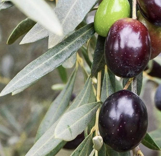 Olea europea cv MORATINA reife dunkelviolette Oliven mit länglichen silbrig-grünen Blättern