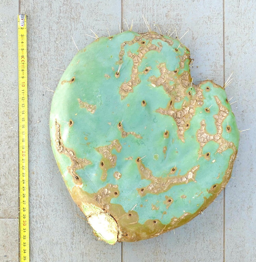 Opuntia rotundifolia grande penca de cactus sin enraizar con piel azul verdosa y espinas