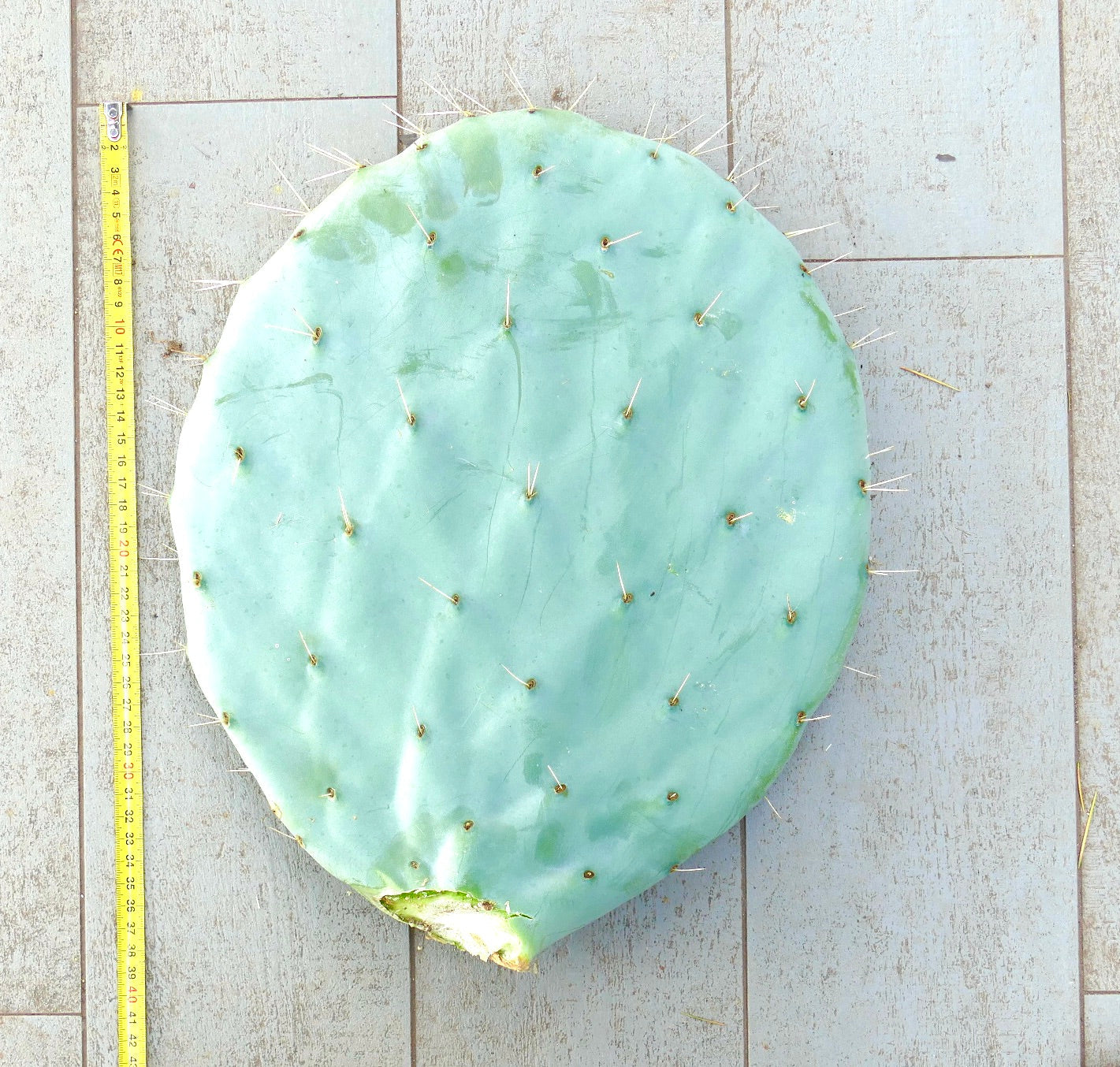 Opuntia rotundifolia large unrooted blue-green cactus pad with sparse spines
