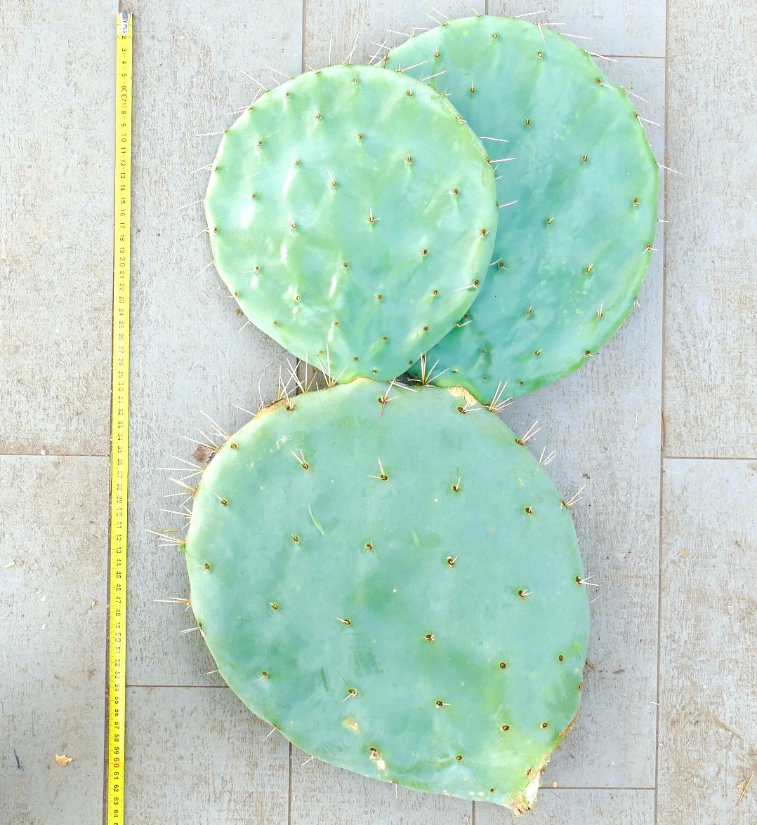 Opuntia rotundifolia large flat green cactus pads with spines succulent plant