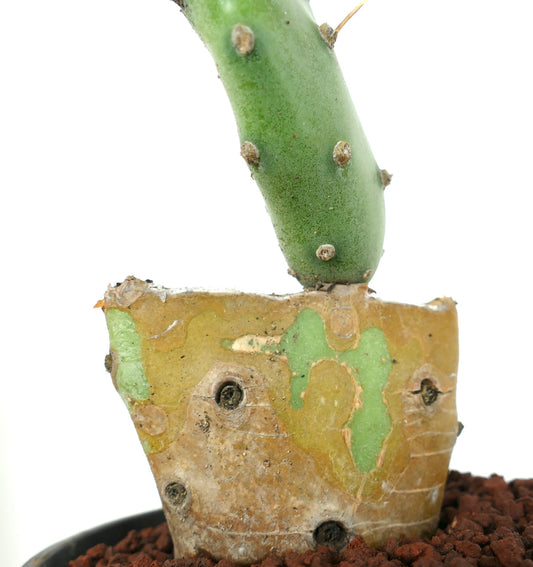 Opuntia affinis polyacantha (Keams Canyon, Arizona, USA)