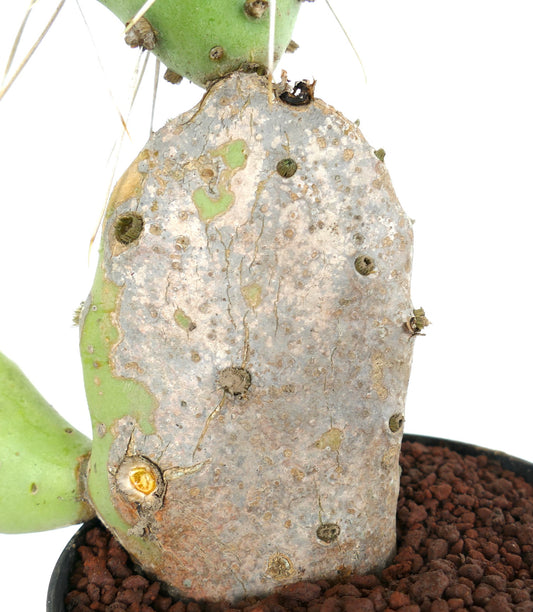 Opuntia affinis polyacantha (Keams Canyon, Arizona, USA)
