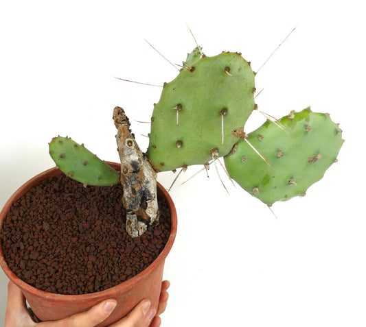 Opuntia affinis polyacantha (South of Keams Canyon, Arizona, USA)