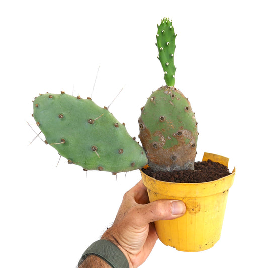 Opuntia affinis polyacantha succulent cactus with flat green pads and long spines in yellow pot