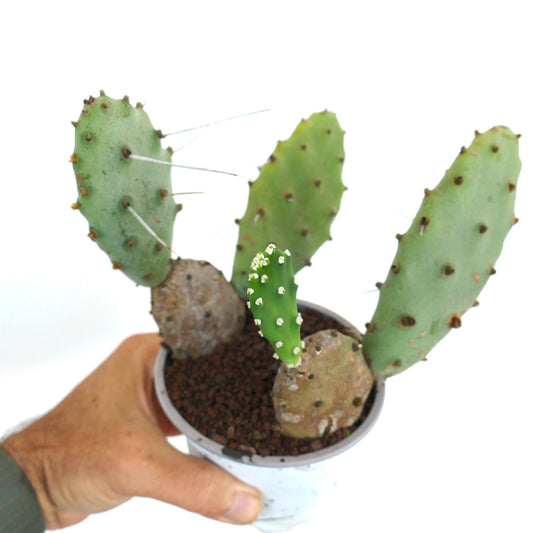 Opuntia affinis polyacantha small green cactus with long spines and new growth in pot