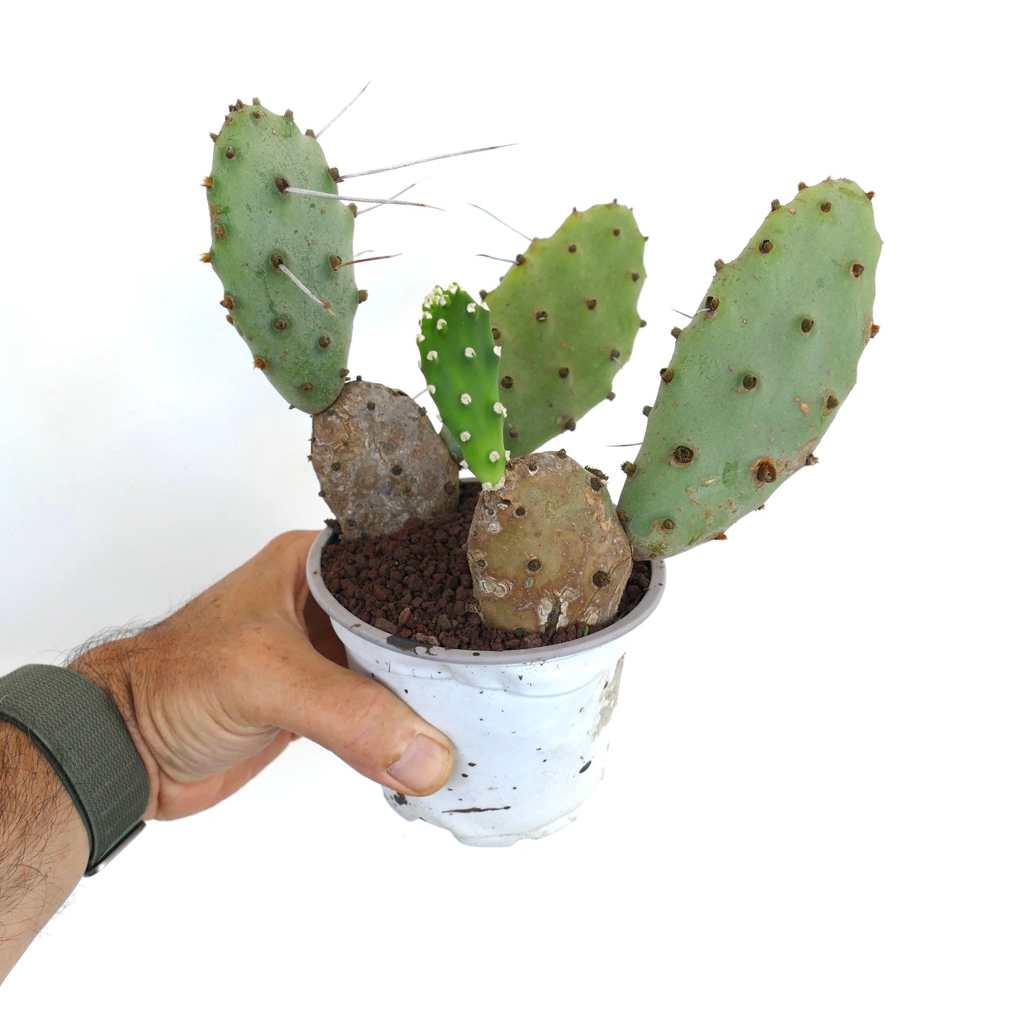 Opuntia affinis polyacantha succulent cactus with flat green pads and long spines in white pot