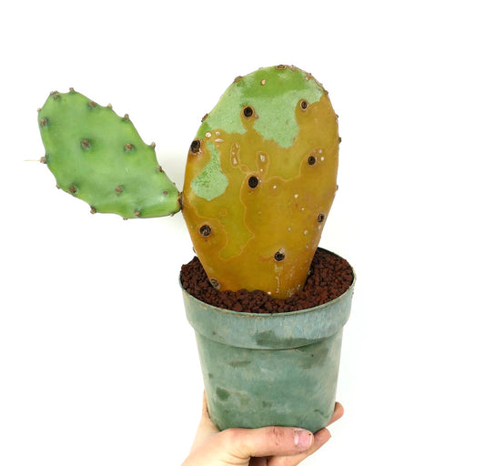 Opuntia affinis polyacantha from Keams Canyon, Arizona U.S.A.