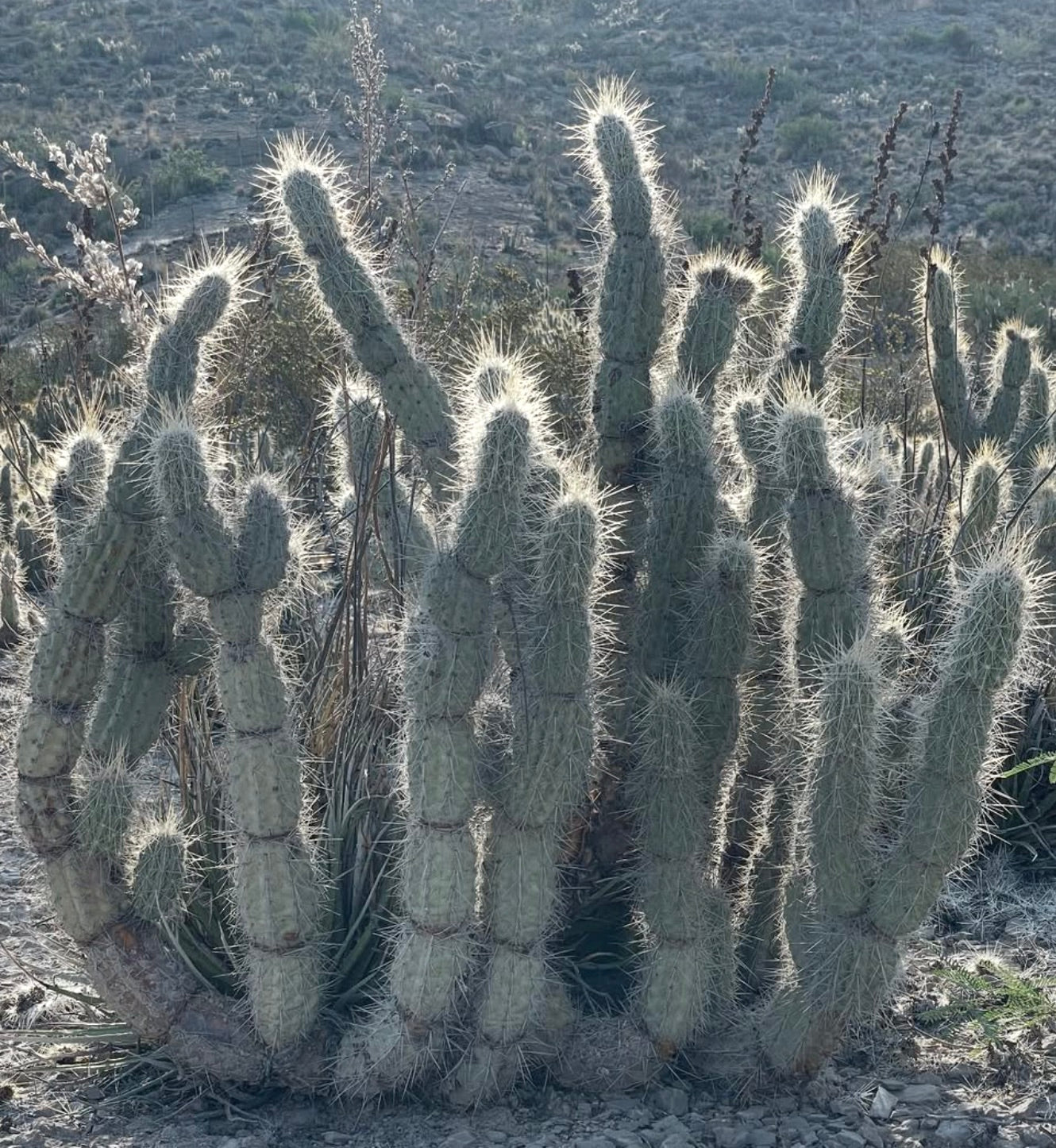 Opuntia bradtiana tall segmented cactus with dense white spines in desert environment