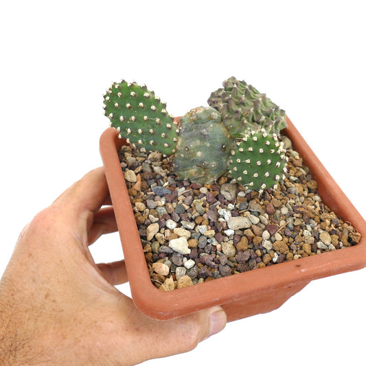 Opuntia clone CL4 succulent cactus with small green pads and white spines in terracotta pot