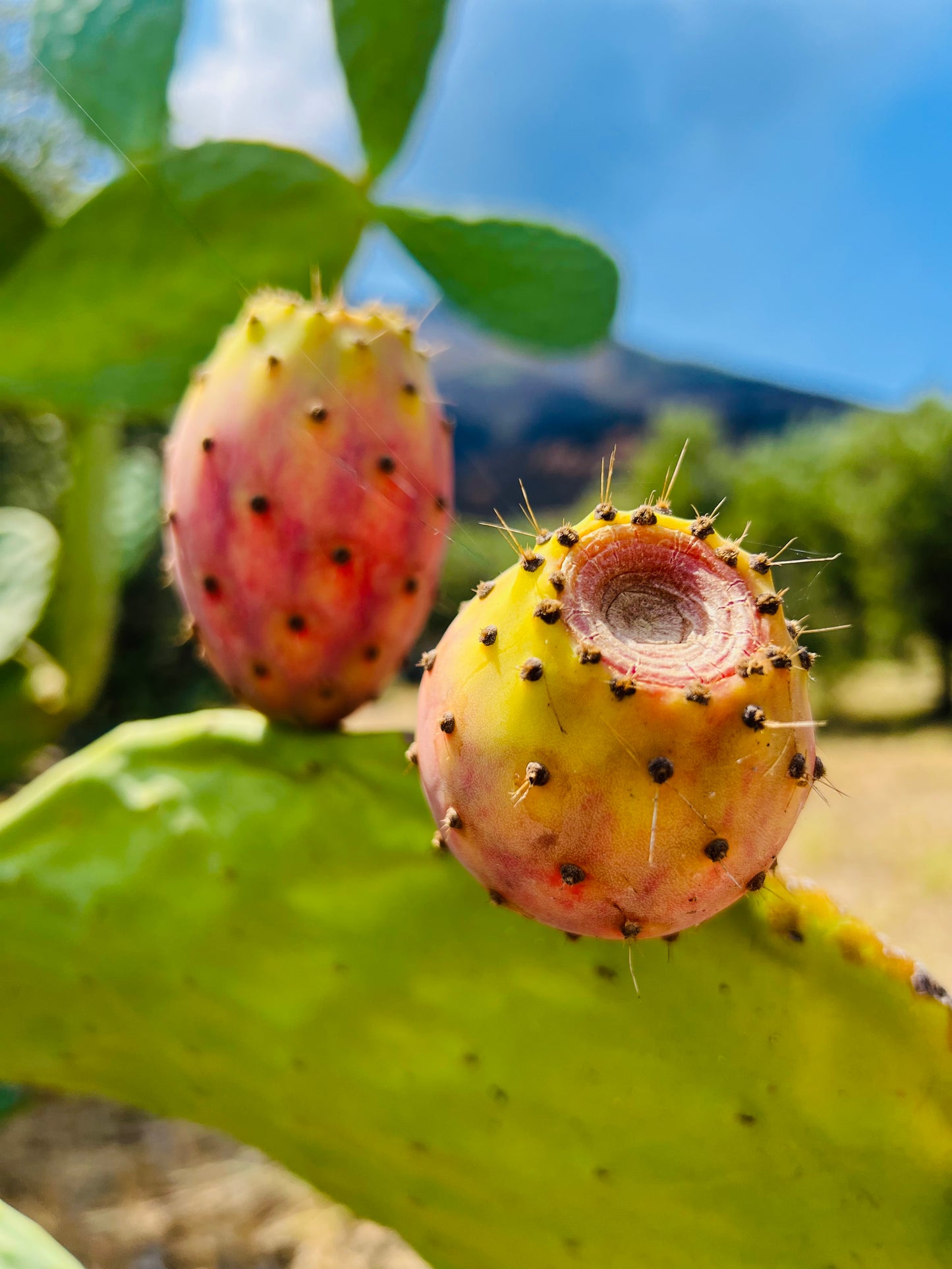 Opuntia ficus-indica ripe yellow and red cactus fruit with spines on green pad
