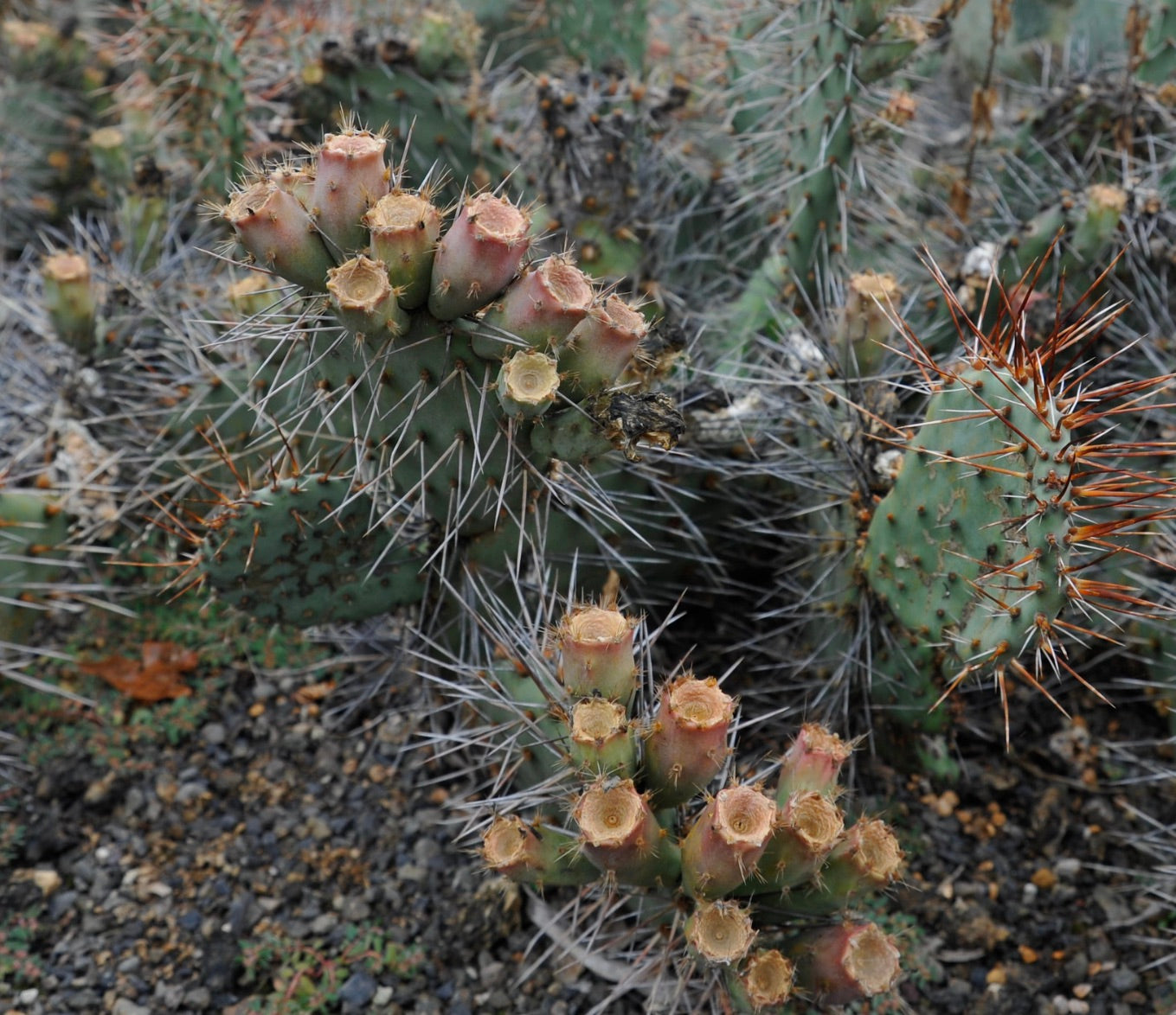 Cactus Opuntia phaeacantha avec des raquettes vertes et des épines denses et pointues dans son habitat naturel