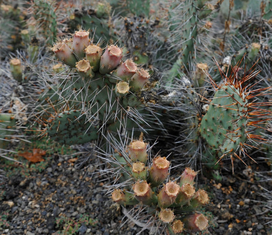 Cactus Opuntia phaeacantha avec des raquettes vertes et des épines denses et pointues dans son habitat naturel