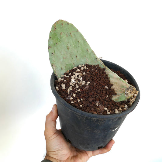 Opuntia titania succulent cactus pad with rough texture and sparse spines in black pot