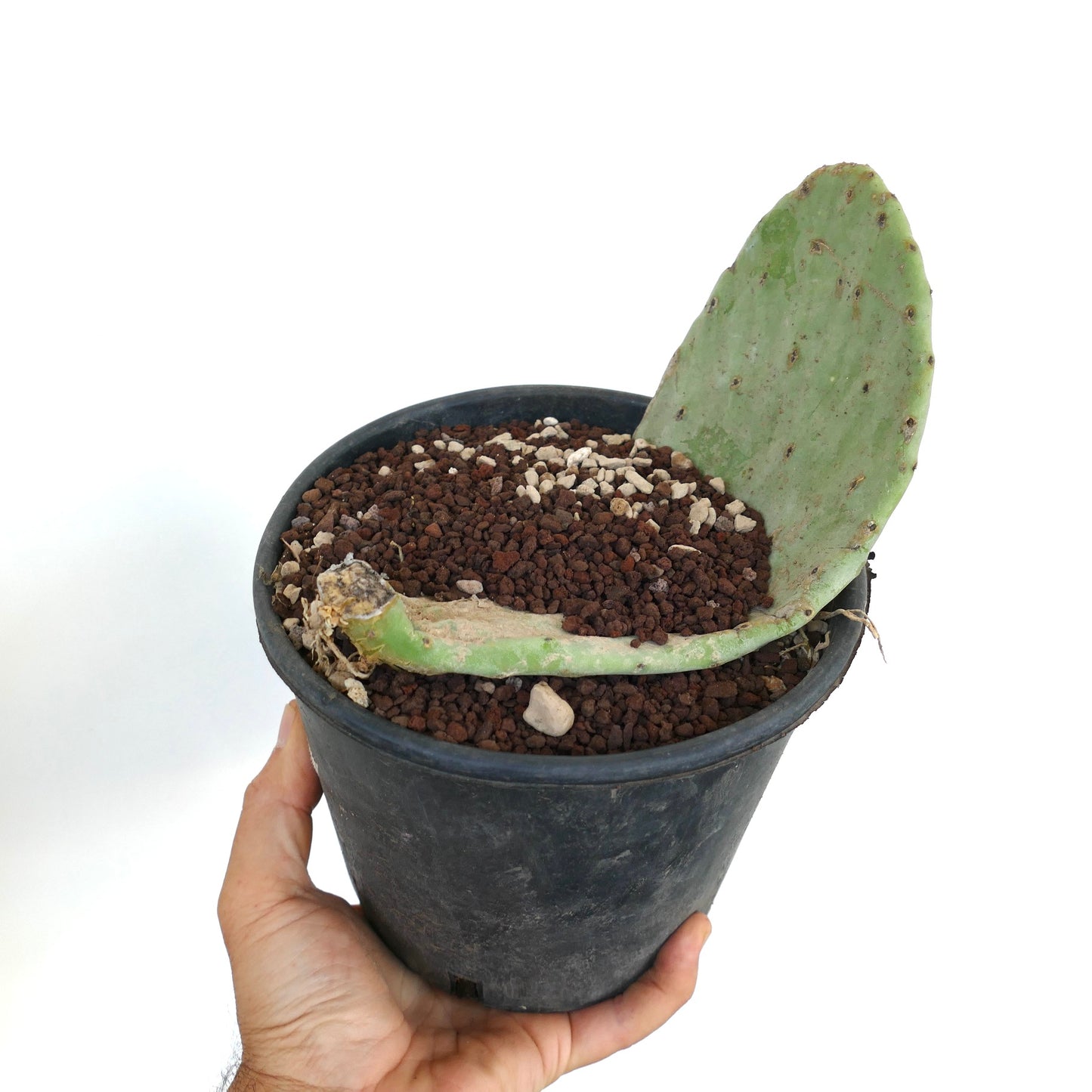 Opuntia titania succulent cactus with flat green pad and rough texture in black pot