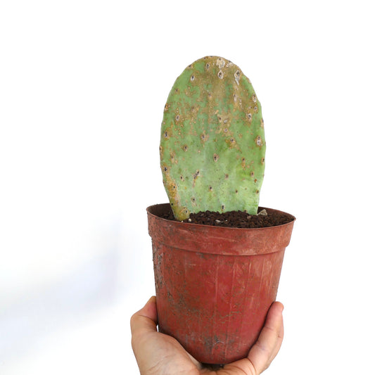 Opuntia titania single green flat pad succulent cactus with brown spots in pot