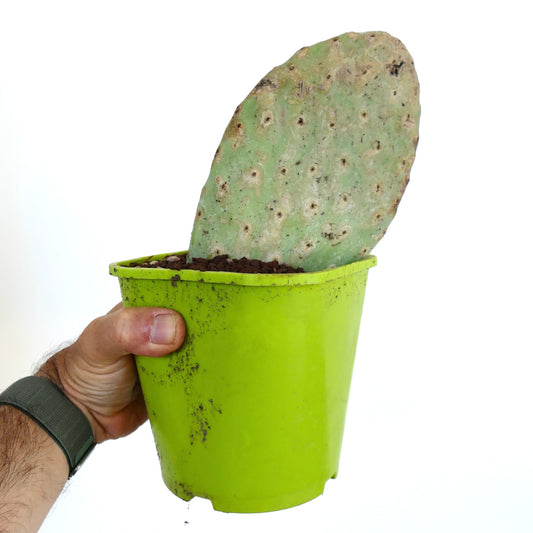 Opuntia titania succulent cactus pad with rough texture in green plastic pot