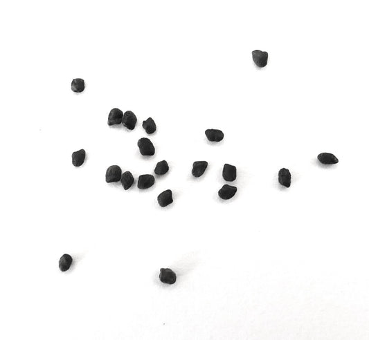 Oreocereus arboreus SEEDS