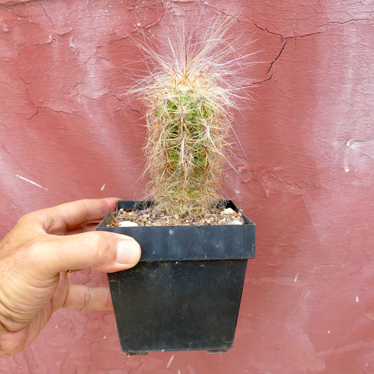 Oreocereus celsianus cactus with long white hairy spines in small black pot
