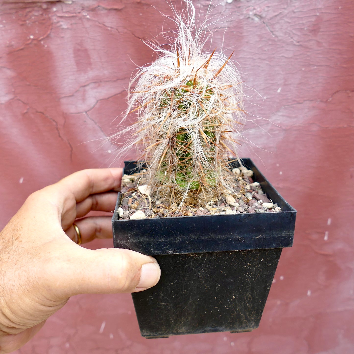 Oreocereus celsianus var. boliviensis kleine Kaktee mit dichtem weißen Haar und langen rötlichen Stacheln im Topf