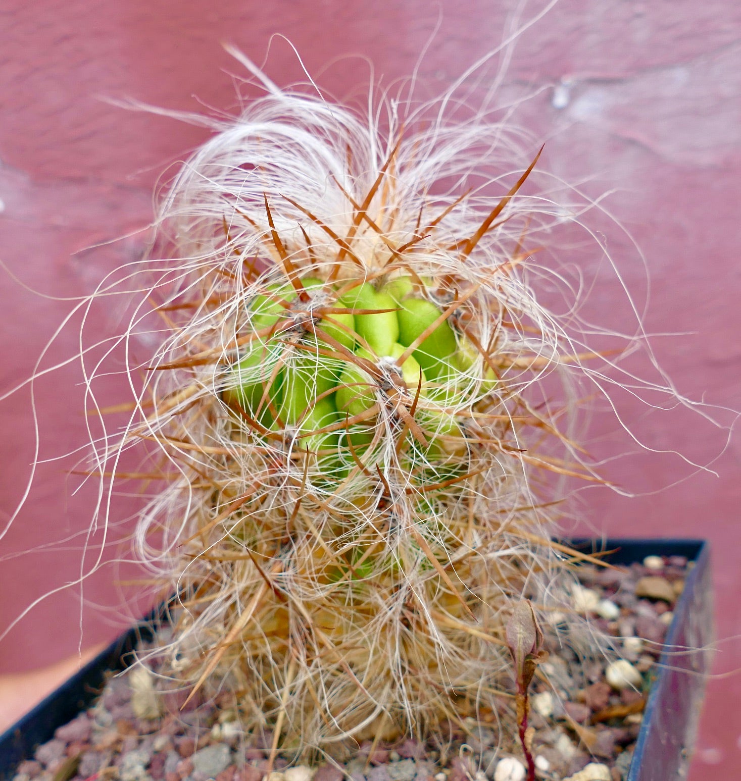 Oreocereus celsianus | Buy From Our Cactus Collection | Very Rare |