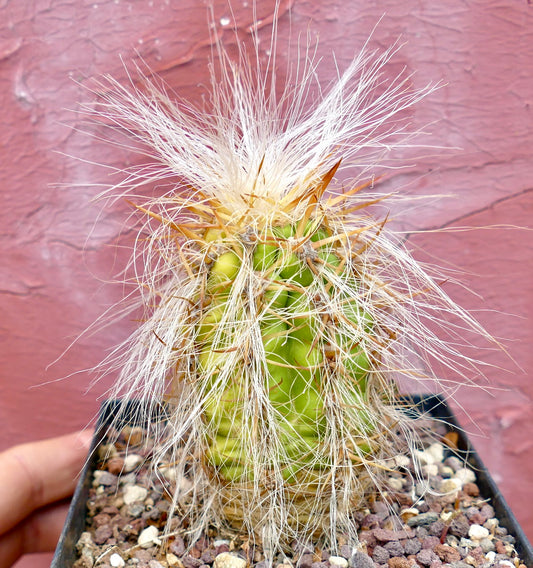 Oreocereus celsianus, cactus verde con spine lunghe bianche simili a peli in un piccolo vaso