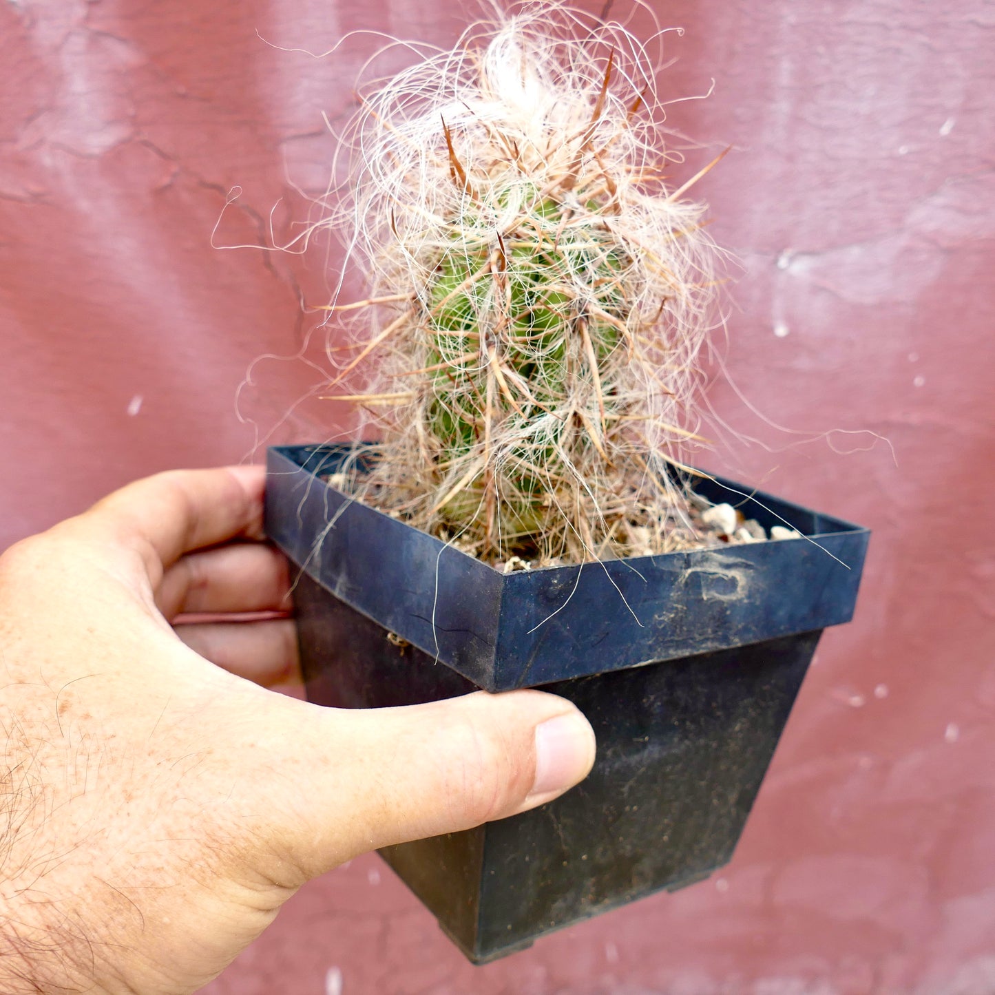 オレオセレウス・セルシアヌス var. セルシアヌス 小型サボテン 濃密な白い綿毛と長い茶色のトゲ 鉢植え