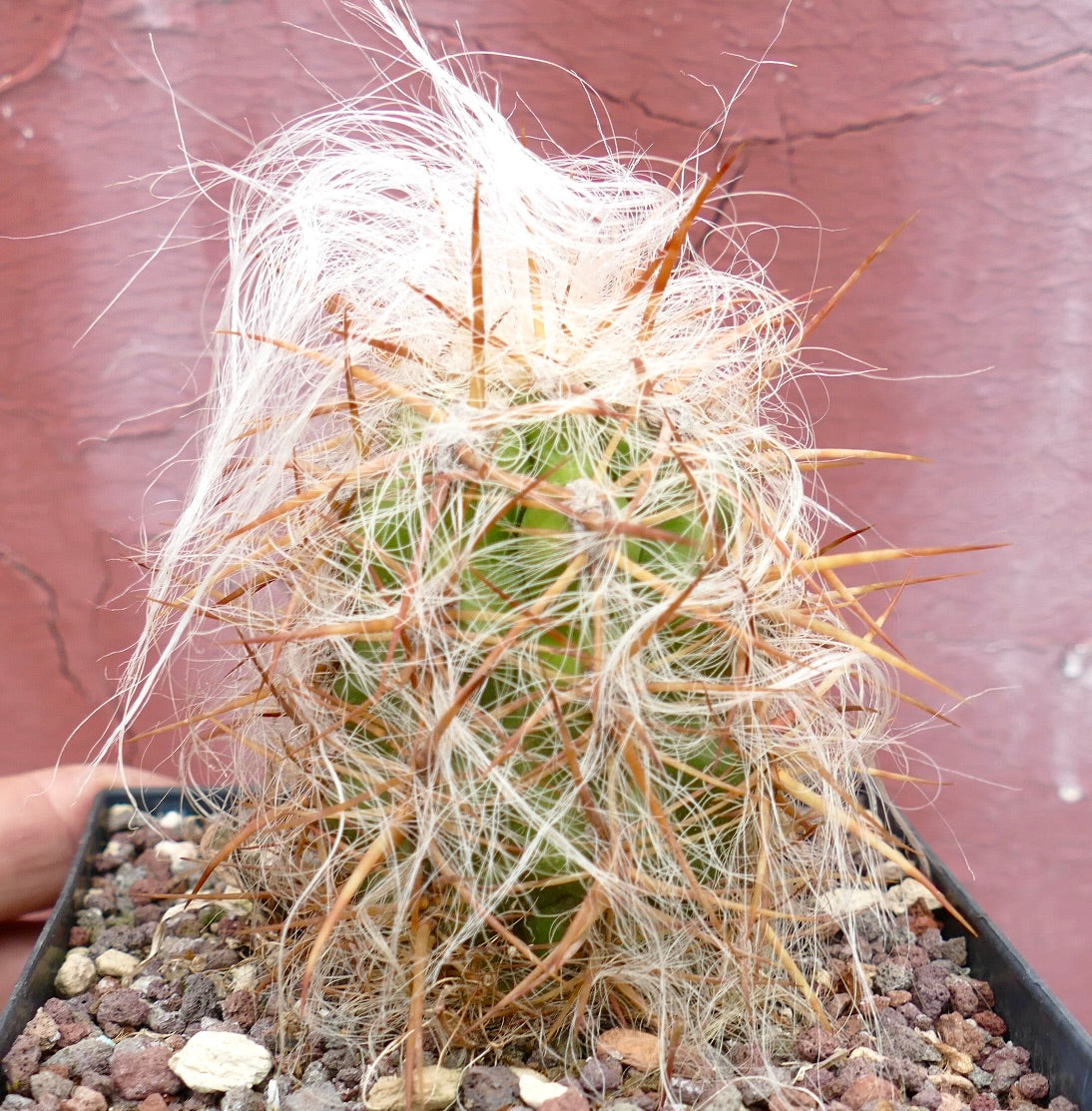 Oreocereus celsianus, cactus succulento con densa peluria bianca e robuste spine marroni in vaso