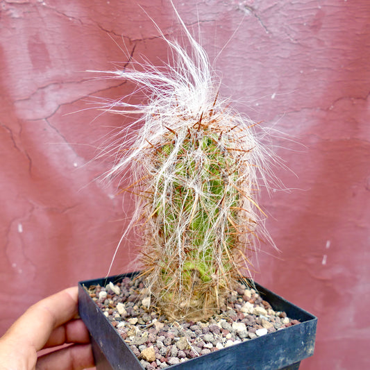 Oreocereus celsianus succulent cactus with long white hairs and prominent brown spines in pot