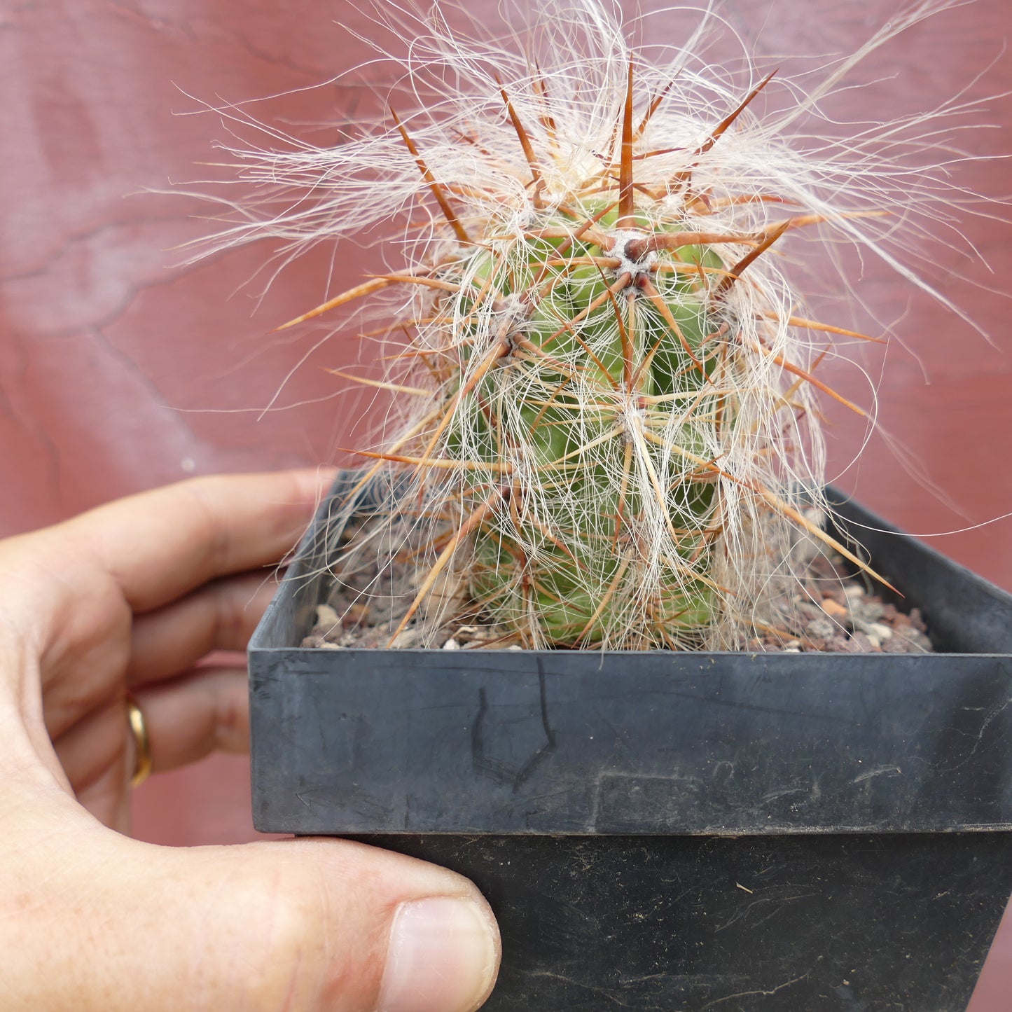 Oreocereus celsianus var. boliviensis small cactus with long white hair-like spines and brown sharp spines in black pot