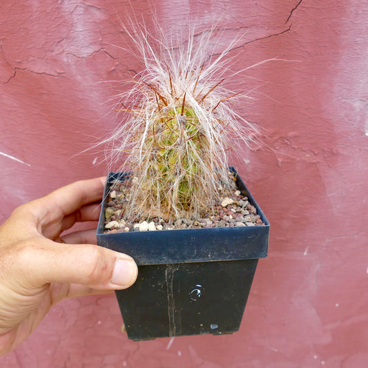 Oreocereus celsianus var. boliviensis piccolo cactus con lunghi aculei bianchi simili a peli in vaso nero