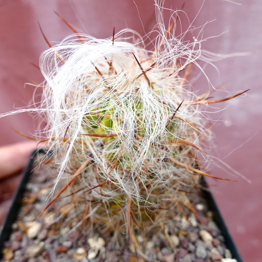 Oreocereus celsianus rare cactus with long white hairs and strong reddish spines in pot