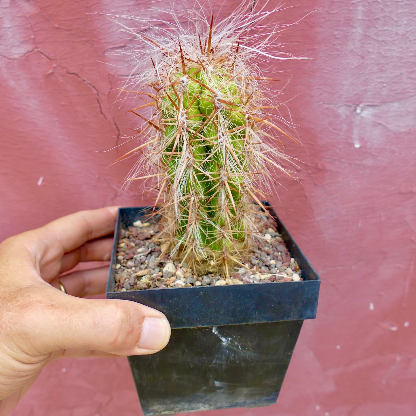Oreocereus celsianus succulent cactus with long white hairs and sharp brown spines in pot