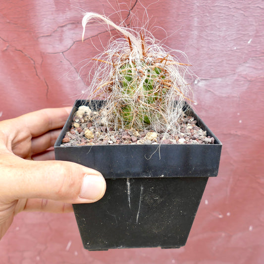 Oreocereus celsianus piccolo cactus con densa peluria bianca e spine robuste marroni in vaso nero