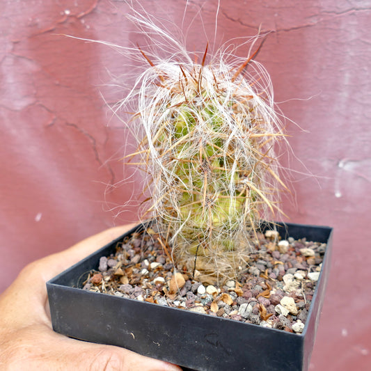 Oreocereus celsianus succulent cactus with dense white hair and strong brown spines in pot