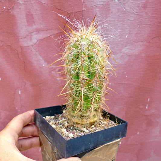 Oreocereus celsianus var. celsianus cactus verde con spine lunghe dorate e fibre bianche simili a peli