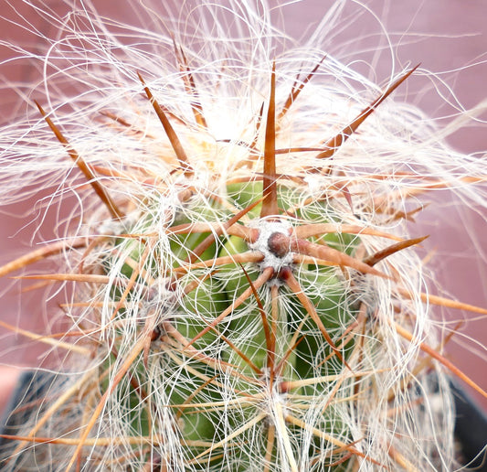 Oreocereus celsianus var. boliviensis cactus con densi peli bianchi e lunghe spine marroni in primo piano