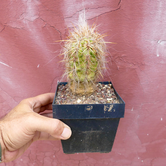 Oreocereus celsianus var. celsianus piccolo cactus con peli bianchi densi e lunghe spine gialle in vaso