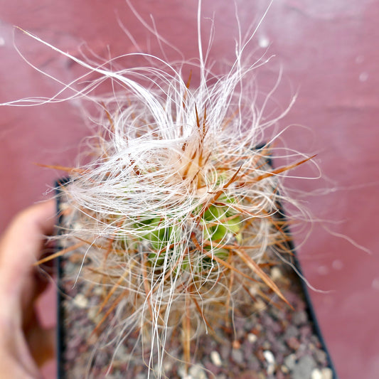 Cactus Oreocereus celsianus var. boliviensis con lunghe spine bianche simili a capelli e spine appuntite marroni