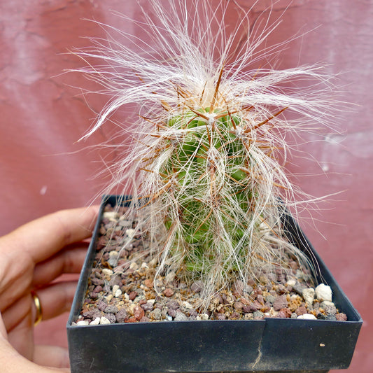 Oreocereus celsianus small green cactus with long white hair-like spines in black pot