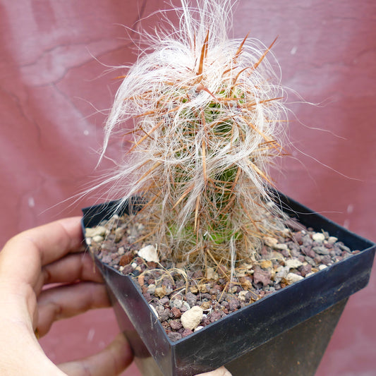 Oreocereus celsianus var. boliviensis piccolo cactus con spine bianche simili a peli e spine marroni appuntite