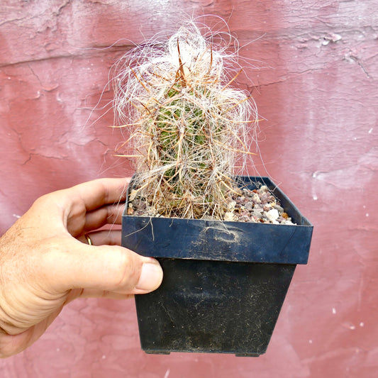 Oreocereus celsianus var. celisianus piccolo cactus con peli bianchi densi e spine lunghe marroni in vaso nero