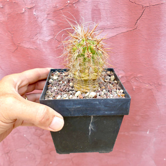 Oreocereus celsianus var. celsianus piccolo cactus con fitte spine dorate e sottili peli bianchi in vaso