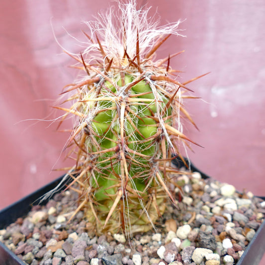 Oreocereus celsianus small cactus with strong brown spines and white woolly hairs in pot